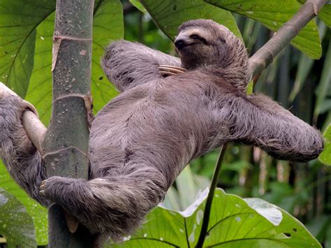 Sloth .